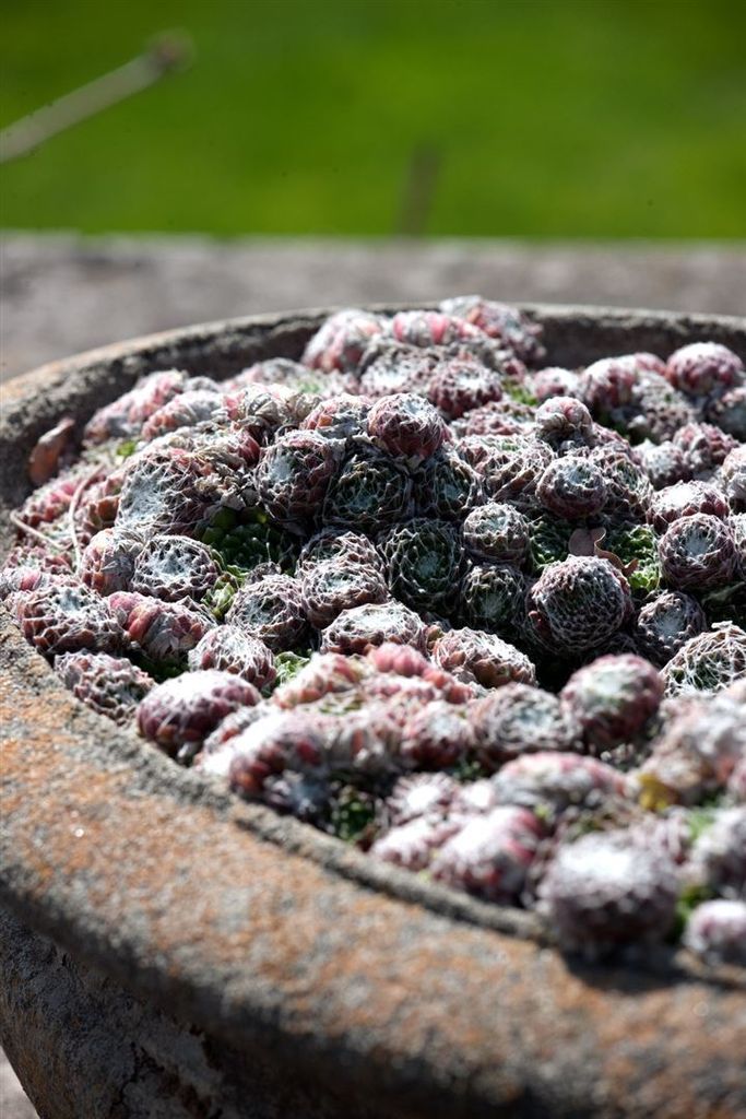 Sempervivum arachnoideum 'Silberkarneol', Produktbild 
