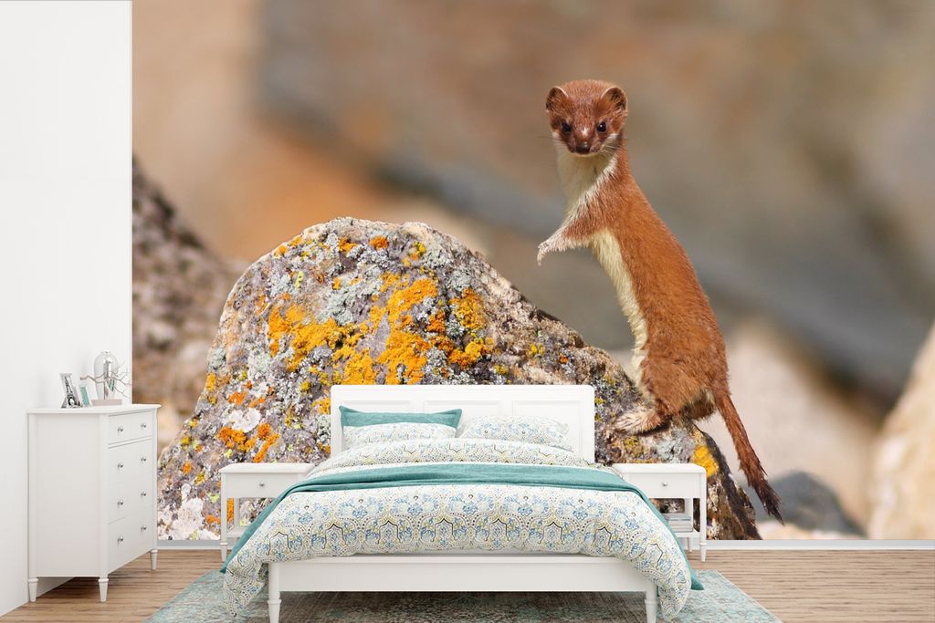 MuchoWow Fototapete für Wohnzimmer oder Schlafzimmer Wandtapete Vinyl Motivtapete Braunes Wiesel auf dem gefleckten Felsen - 600x400 cm - Vinylt...