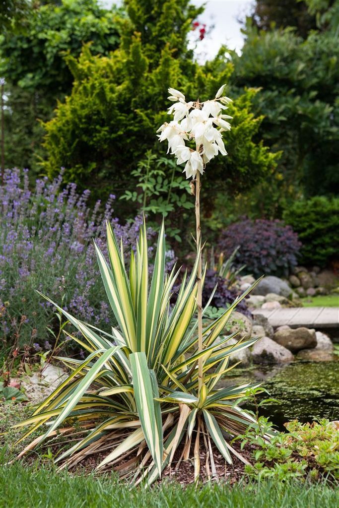 Yucca filamentosa 'Color Guard', Palmlilie, gelb-grün, 30–40 cm