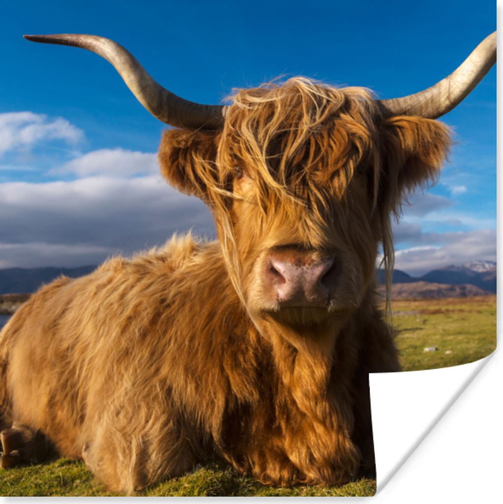 MuchoWow Poster Schottische Highlander - Licht - Natur 75x75 cm - Wand Dekoration