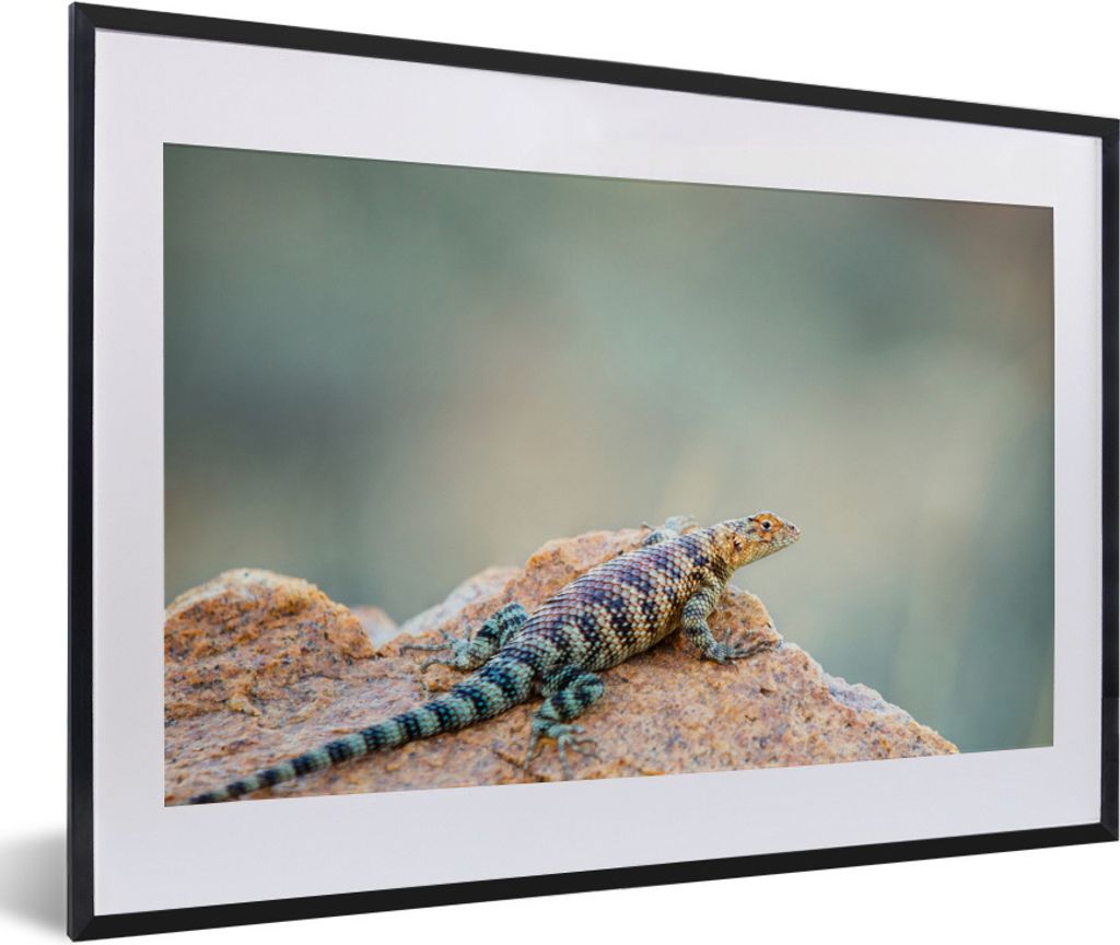 MuchoWow Gerahmtes Poster Das Porträt einer bunten Eidechse 60x40 cm - Poster mit Schwarzem Bilderrahmen Wandposter Rahmen Foto Bilder - Schlafz...