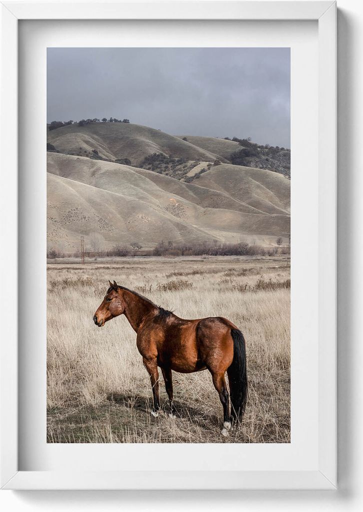 Ein Pferd im Gras– Wandbild mit Rahmen – Gerahmtes Bild – Wanddekoration – 40x60 cm – Weiß