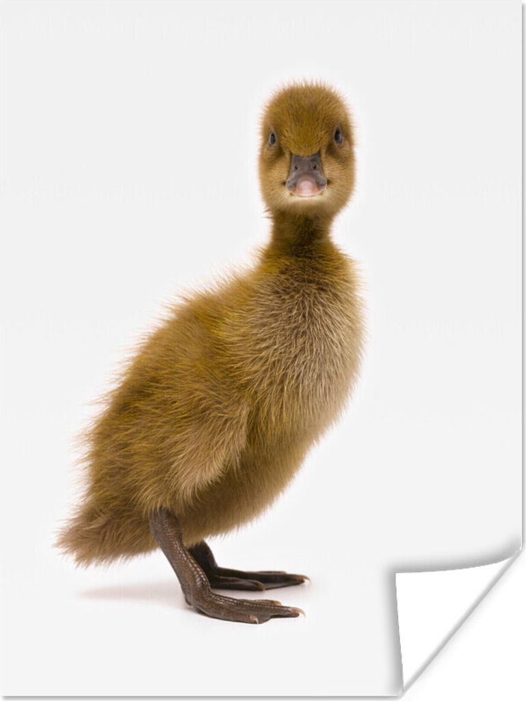 MuchoWow Poster Baby-Ente schaut in die Kamera 30x40 cm - Wandplakat - Poster Kinderzimmer