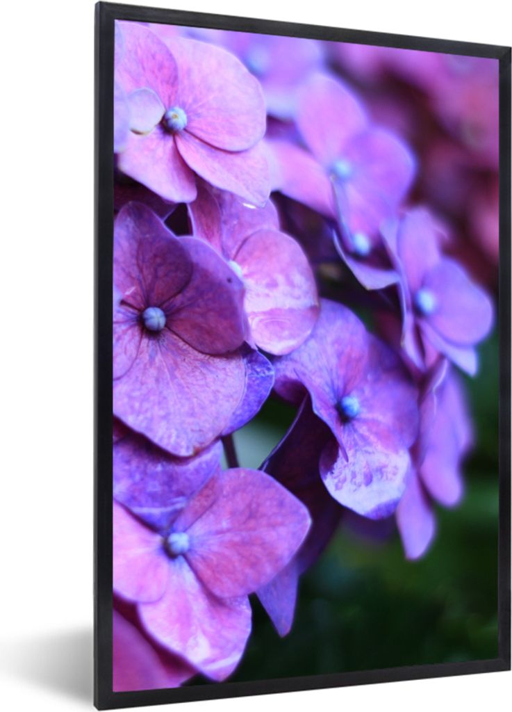 MuchoWow Gerahmtes Poster Blumen - Lila - Hortensie - Natur - Blütenblätter 60x90 cm - Poster mit Schwarzem Bilderrahmen Wandposter Rahmen Foto...