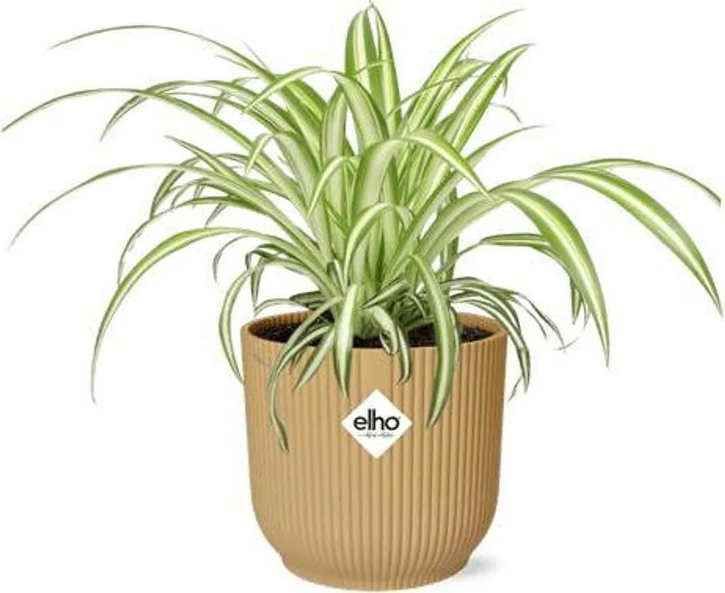 Assainir l'Air Intérieur avec le Chlorophytum Variegatum et Pot Jaune