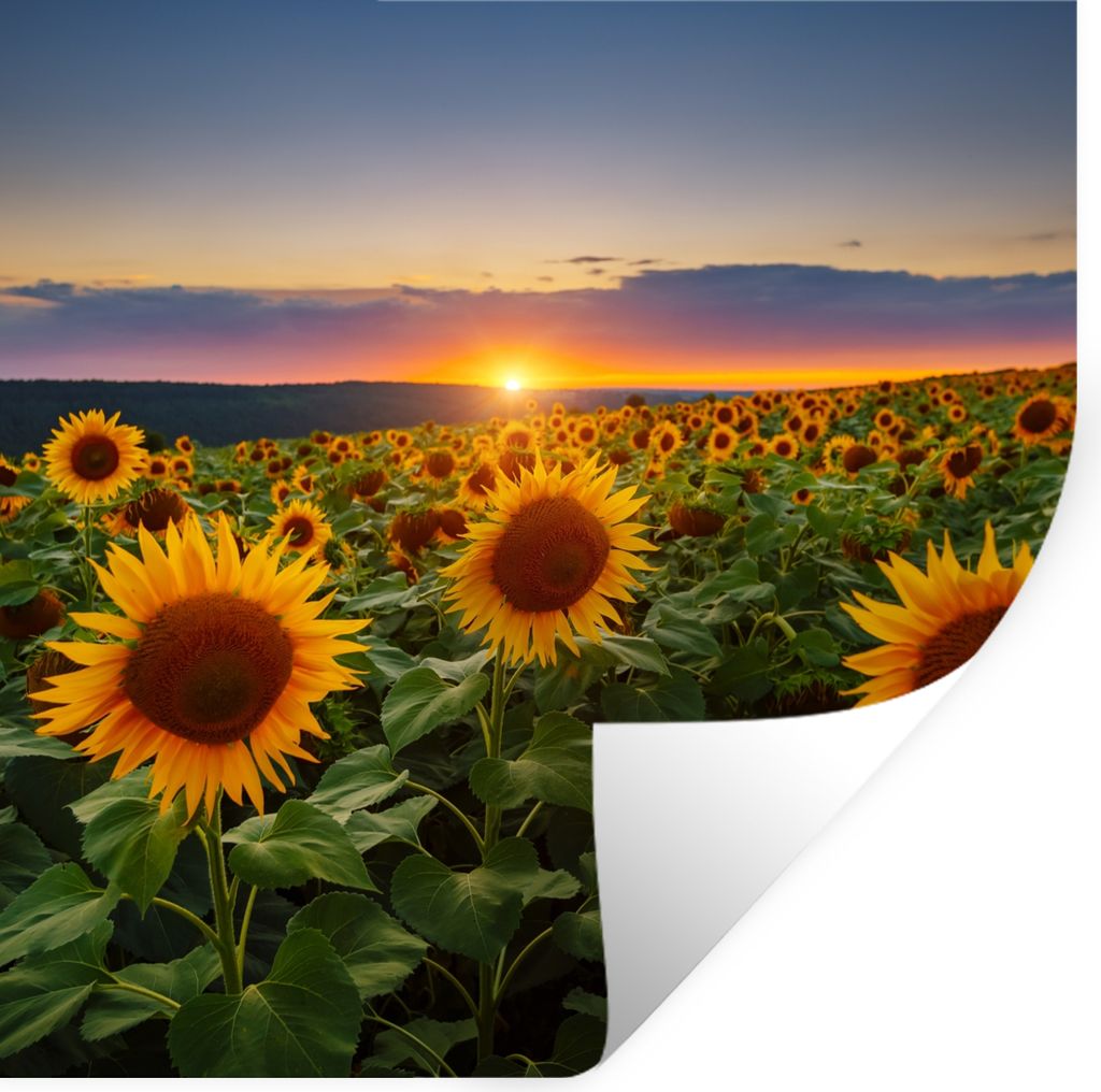 MuchoWow Wandtattoo Wandsticker Wandaufkleber Blumen - Nacht - Sonnenuntergang - Sonnenblume - Horizont 30x30 cm Selbstklebend und Repositionierb...