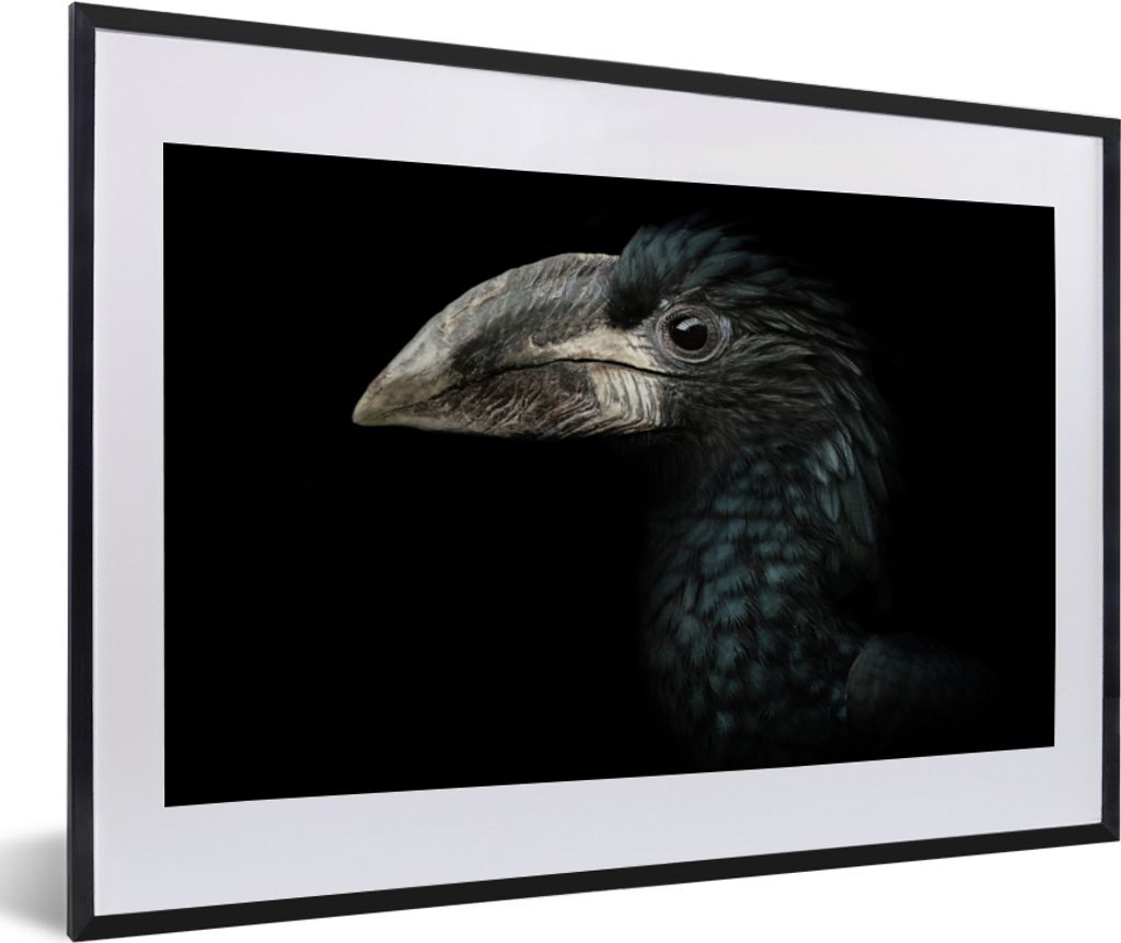 MuchoWow Gerahmtes Poster Vogel - Porträt - Hornvogel - Schwarz - Tiere 60x40 cm - Poster mit Schwarzem Bilderrahmen Wandposter Rahmen Foto Bild...