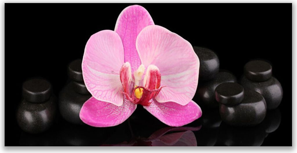 Acrylglasbilder 120x60 Wandbild Druck Blumen Steine Pflanzen