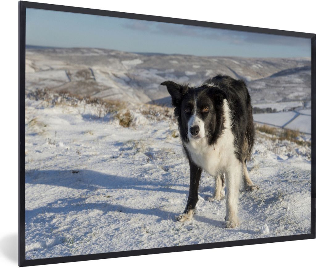 MuchoWow Gerahmtes Poster Ein Border Collie in den Schneehügeln 90x60 cm - Poster mit Schwarzem Bilderrahmen Wandposter Rahmen Foto Bilder - Fot...