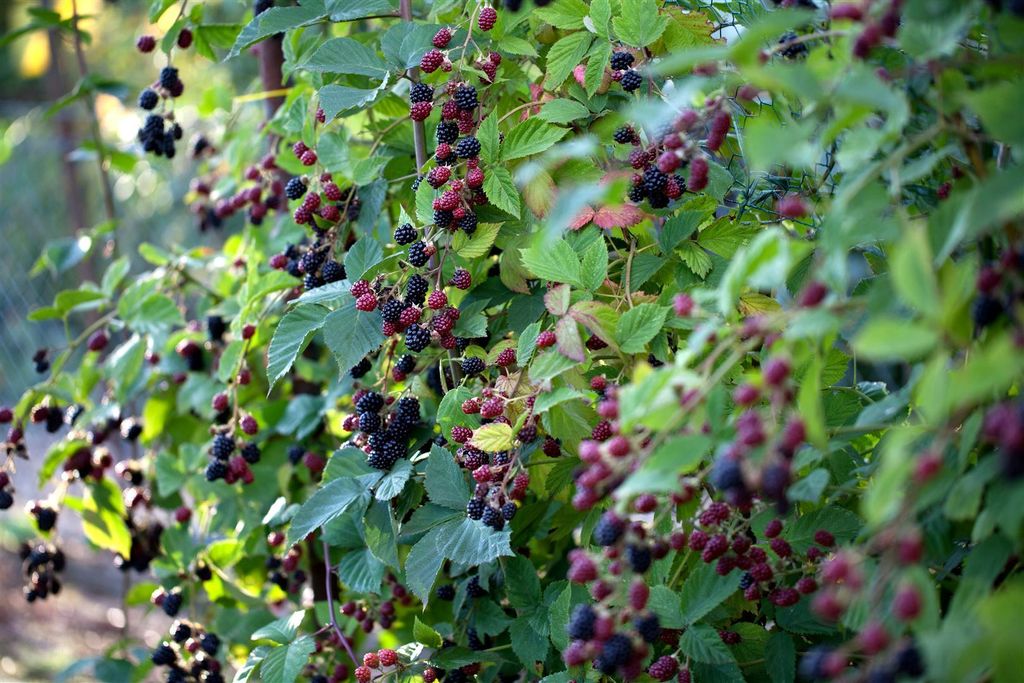 Rubus fruticosus 'Thornfree', Brombeere, dornenlos, 60–100 cm