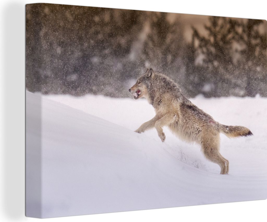 OneMillionCanvasses - Leinwandbilder - 140x90 cm, Wolf läuft im Schnee, Wandbilder Kunstdruck Wanddekoration