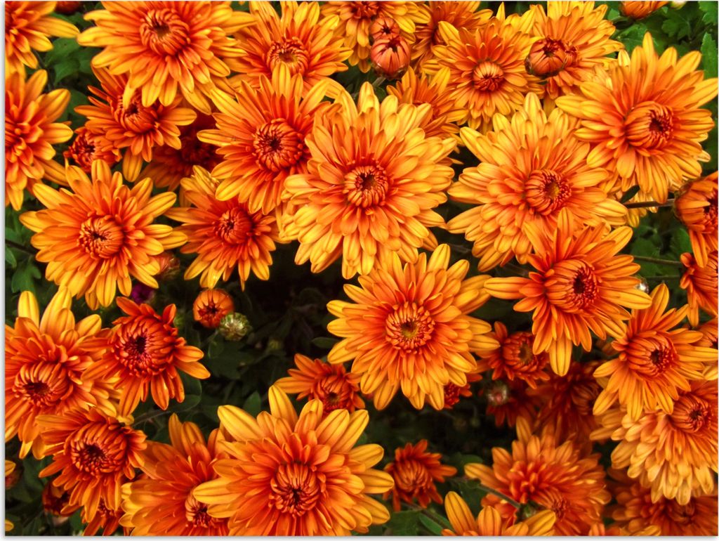 MuchoWow Poster Blumen - Orange - Chrysantheme 80x60 cm - Kunst für zu Hause