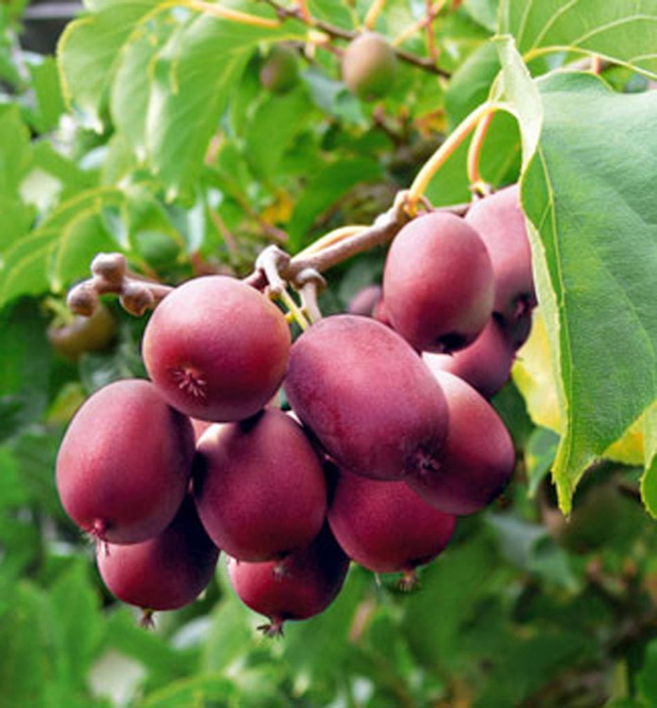 Mini-kiwi ́KEN ́S RED ́ 50-60 cm, Cont. 2 l