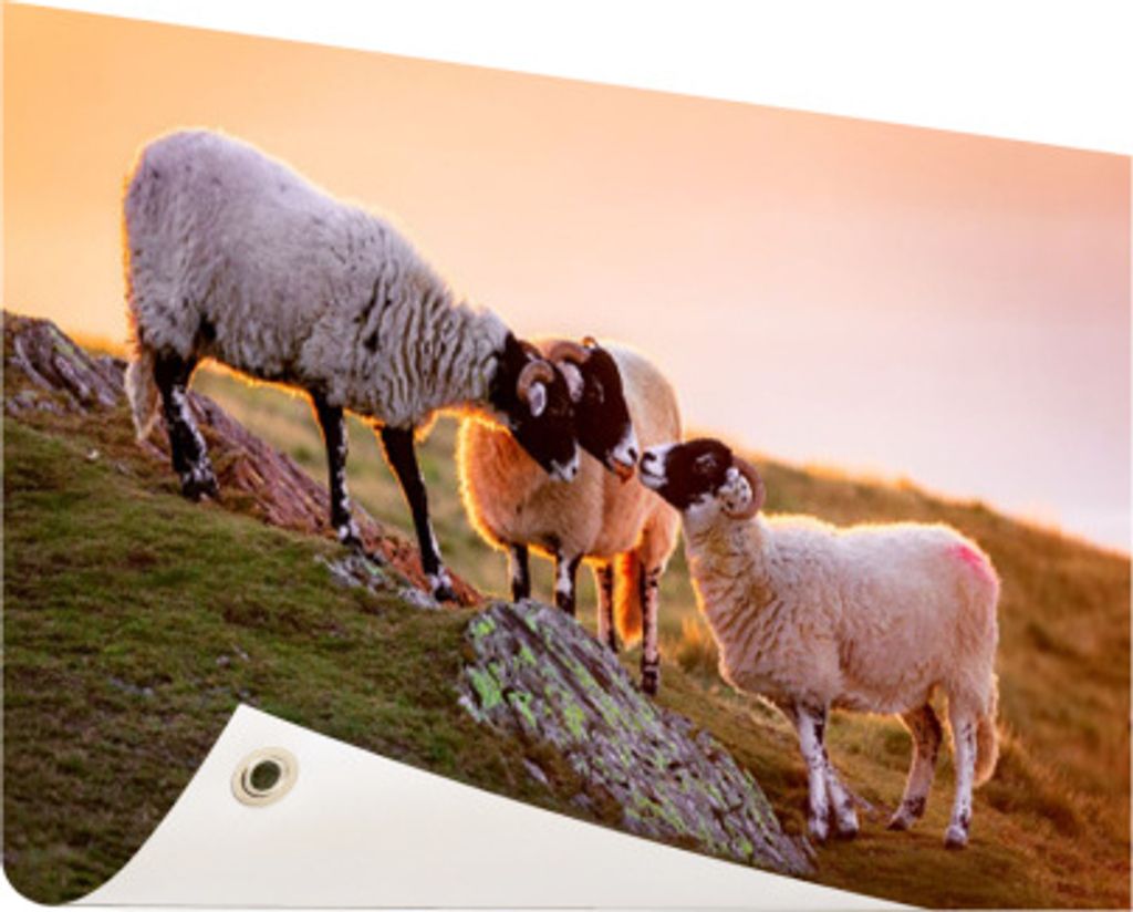 MuchoWow 60x40 cm Outdoor-Poster Gartendeko Sichtschutz Garten Poster für den Garten Schafe - Tiere - Sonnenuntergang