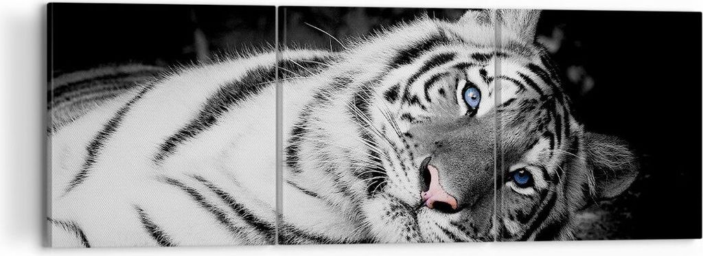 Bild auf Leinwand - Leinwandbild - 3 Teile - Weiß Tiger Schwarz und Weiß - 120x40cm - Wand Bild - Wanddeko - Wandbilder - Leinwanddruck - Bilder ...