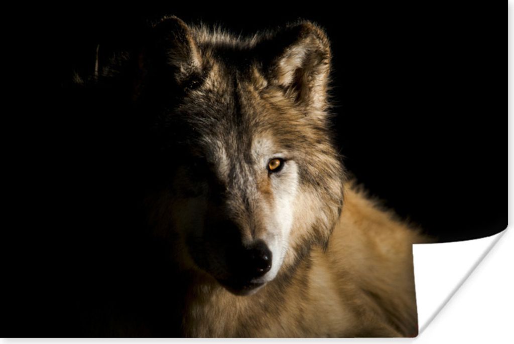 MuchoWow Poster Polarwolf 30x20 cm - Plakate - Print