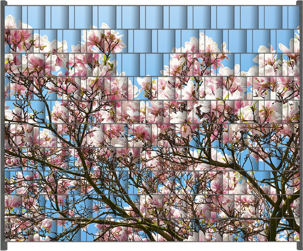 Wallario Zaunsichtschutz mit Motiv Schöne rosa Magnolien-Blüten vor blauem Himmel für Ein- und Doppelstabmatten Zäune in der Größe 250 x 200 cm