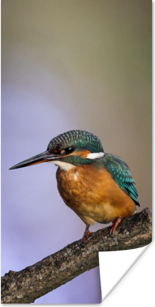 MuchoWow Poster Eisvogel-Fotodruck 20x40 cm - Plakat - Foto