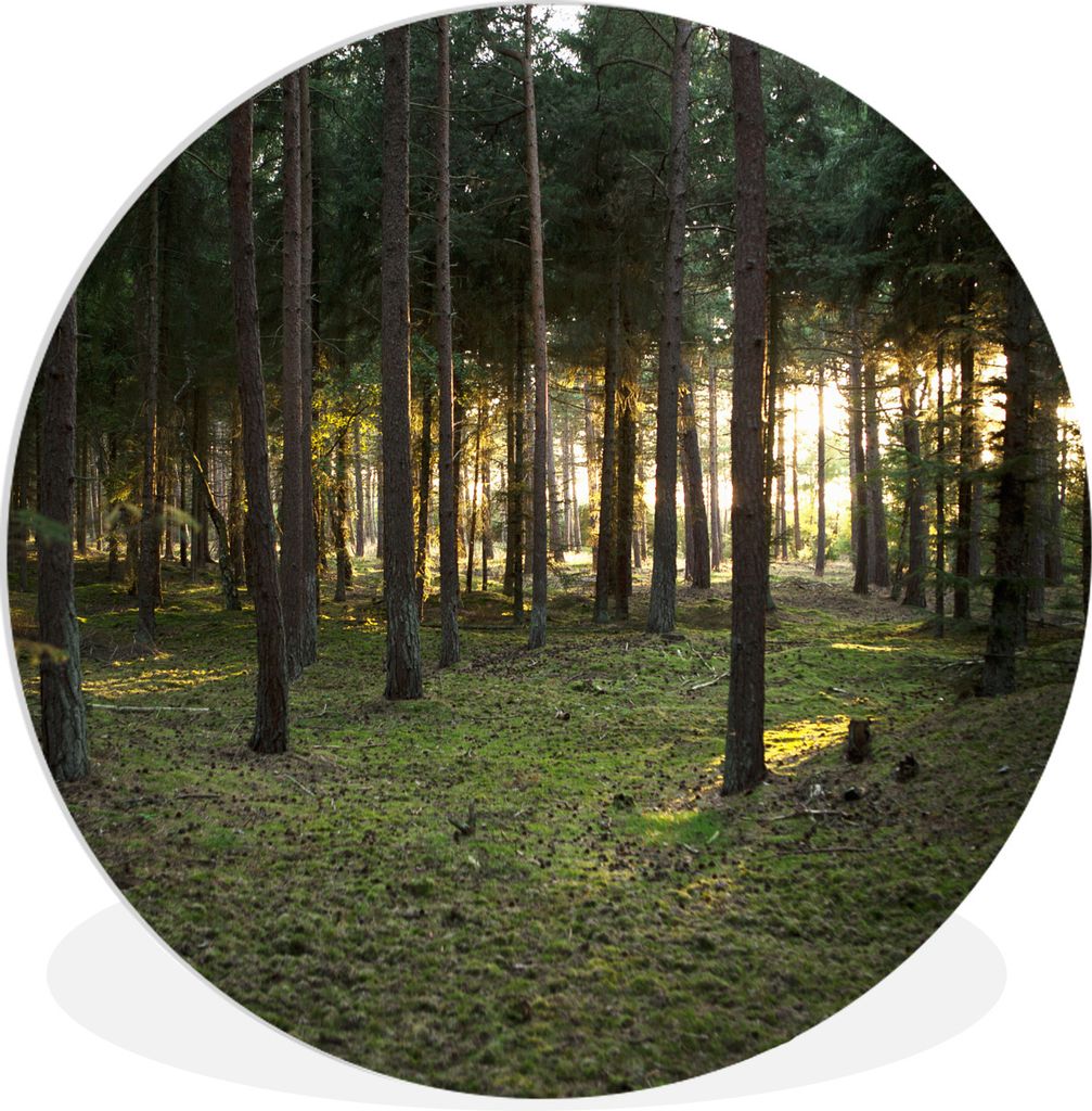 MuchoWow Rundes Wandbild - Runde Bilder Baum - Sonne - Gras Ø 30 cm Kreis Wanddekoration Kunststoff - Wandkreis - Wandschmuck - Schlafzimmer - B...