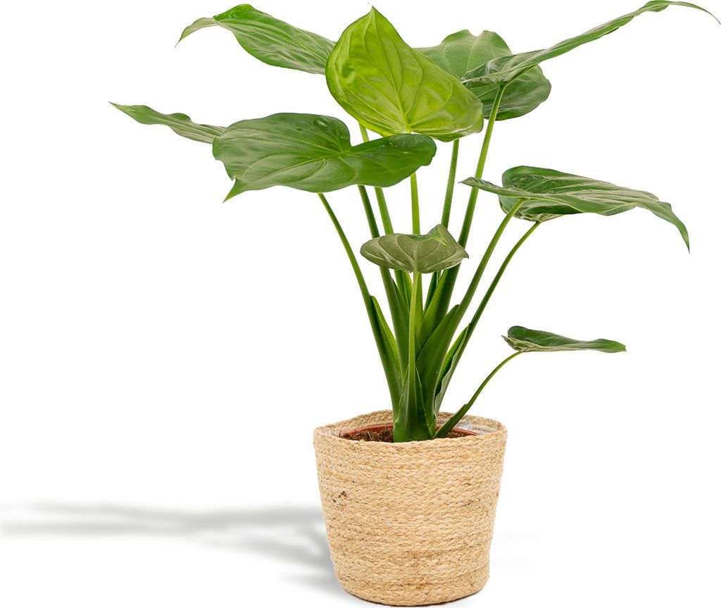 Alocasia Cucullata – Pfeilblatt – Zimmerpflanze – Ø19 cm – 65 cm – Mit Korb Selin – Elefantenohr – Luftreinigend – Tropisches F...