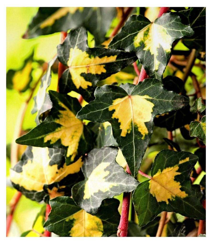 1x Gold Efeu Hedera 'Goldheart', Pflanze im 9 cm-Topf, auch als Bodendecker geeignet, klettert 3-4 Meter hoch, pflegeleicht, winterhart, mehrjähri...