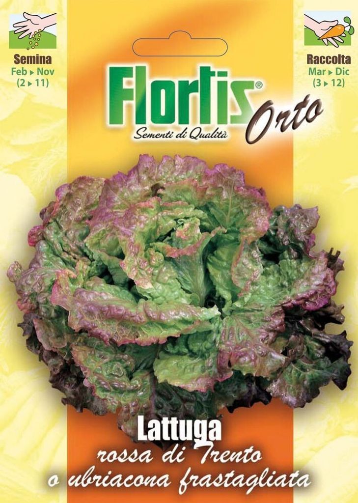 Roter Kopfsalat Ubriacona Di Trento | Kopfsalatsamen von Flortis
