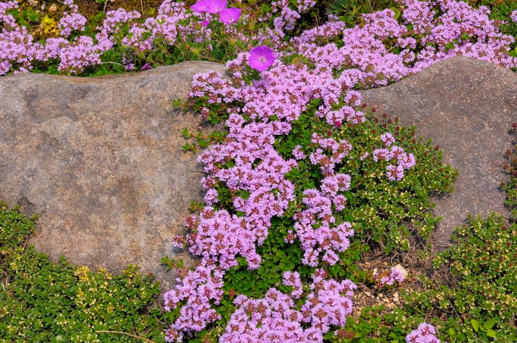 5000 Samen Sand-Thymian Thymus serpyllum Winterharter, mehrjähriger Bodendecker mit rosa-violetten Blüten