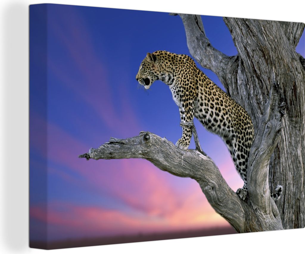 OneMillionCanvasses - Leinwandbilder - 150x100 cm, Leopard - Baum - Zweig, Wandbilder Kunstdruck Wanddekoration