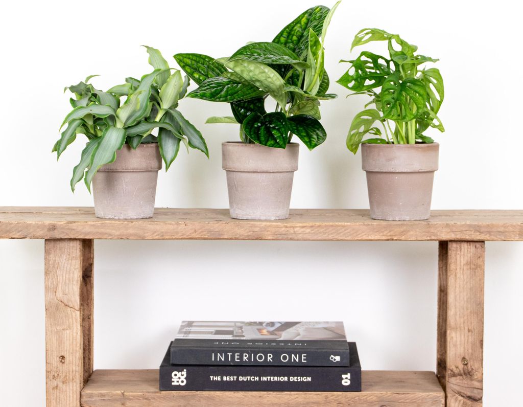 3x Botanischer Zimmerpflanzen-Mix – Epipremnum – Monstera-Affe – Murdannia – 12 cm – 20-25 cm