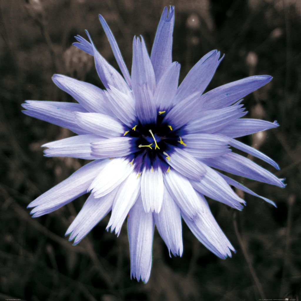 Blumen Kunstdruck Bild - Blütenzauber, Hellblaue Zichorie (70 x 70 cm)