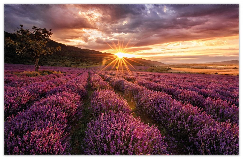 Wallario Premium Teppich, Größe 90 x 140 cm, Lavendelfeld bei Sonnenuntergang - Sonnenstrahlen
