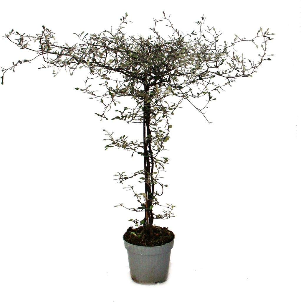 Corokia cotoneaster - Zick-Zack-Strauch - Schnurbaum Produktbild 2