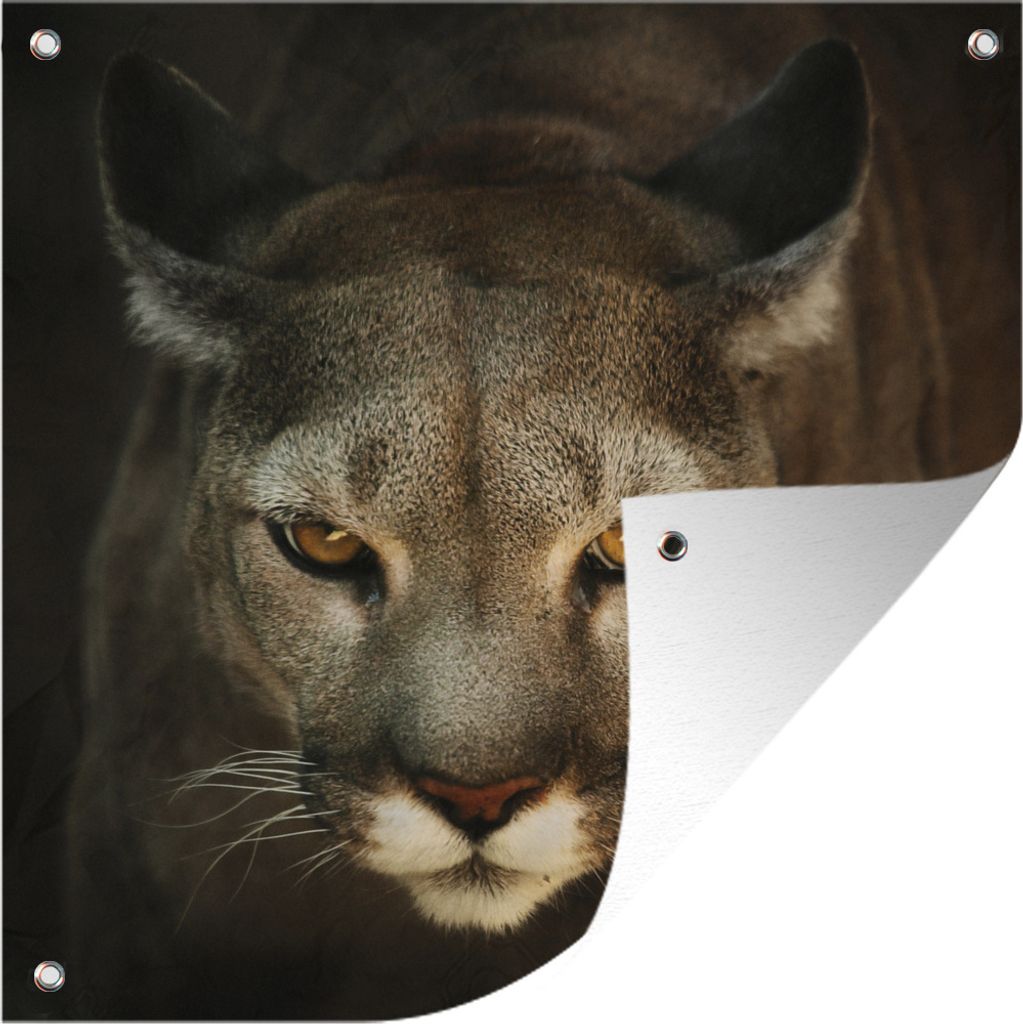 MuchoWow 100x100 cm Outdoor-Poster Gartendeko Sichtschutz Garten Poster für den Garten Ein Puma in Jagdstellung mit gelben Augen