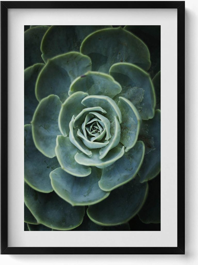 Grüne Sukkulentenpflanze– Wandbild mit Rahmen – Gerahmtes Bild – Wanddekoration – 50x70 cm – Schwarz Rahmen