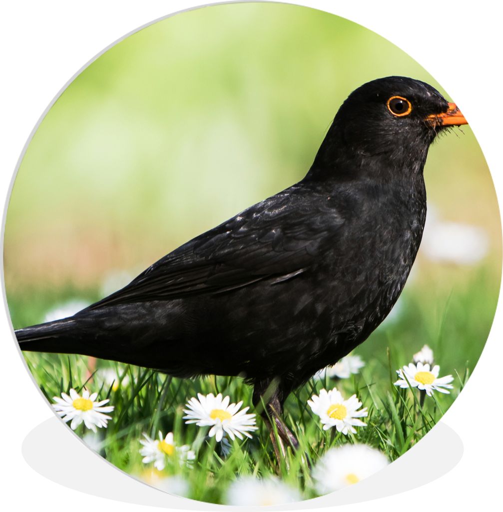 MuchoWow Rundes Wandbild - Runde Bilder Vogel - Amsel - Blumen Ø 60 cm Kreis Wanddekoration Kunststoff - Wandkreis - Wandschmuck - Wand Kreis - ...