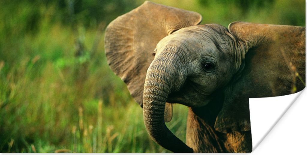 MuchoWow Poster Afrikanischer Elefant mit Schlappohren 120x60 cm - Bild