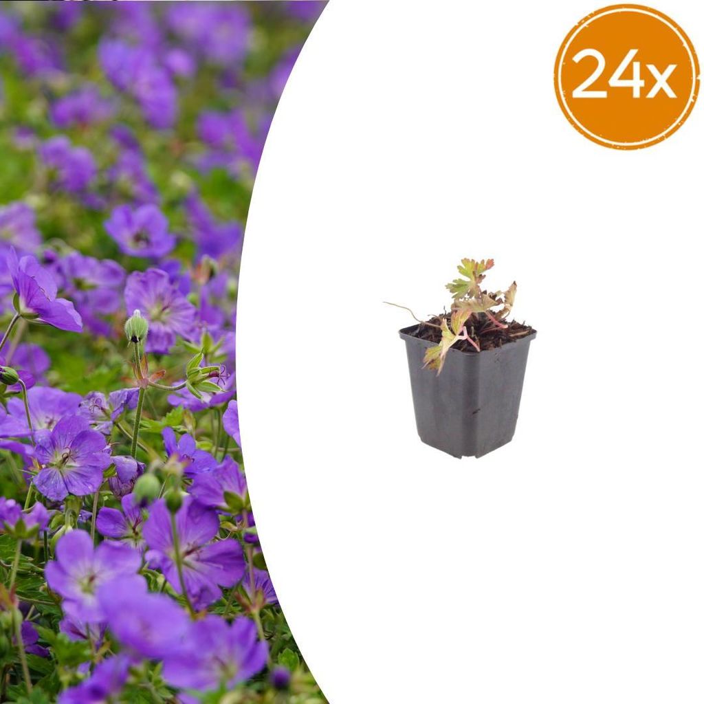 Geranium wallichianum "Azure Rush" - Storchschnabel - 9cm Topf - 10-25cm - Set mit 24 Pflanzen
