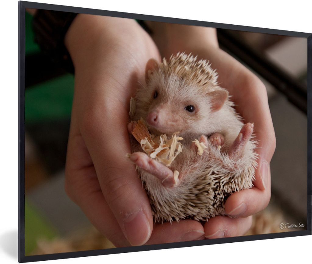 MuchoWow Gerahmtes Poster Kleiner Igel in den Händen 30x20 cm - Poster mit Schwarzem Bilderrahmen Wandposter Rahmen Foto Bilder - Kunstdruck - B...