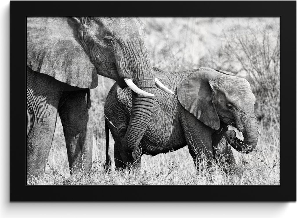 MuchoWow MuchoWow Gerahmtes Poster Elefant - Tiere - Gras - Schwarz und weiß 30x20 cm - Poster mit zchwarzem Bilderrahmen - Kunstdruck - Bild-...