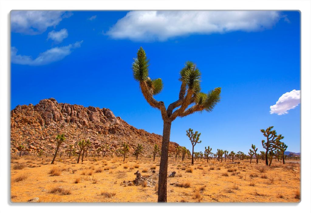 Wallario Frühstücksbrettchen aus Glas 20 x 30 cm mit rutschfesten Füßen, Motiv Palmlilie im Nationalpark Yucca Valley Wüstenlandschaft