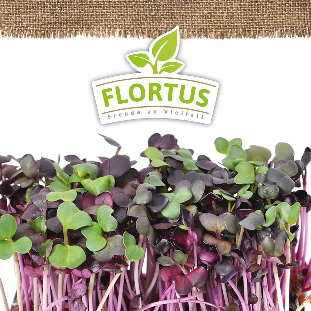 Keimsprossen Radies (200 g) |Keimsprossen von FLORTUS Produktbild 5