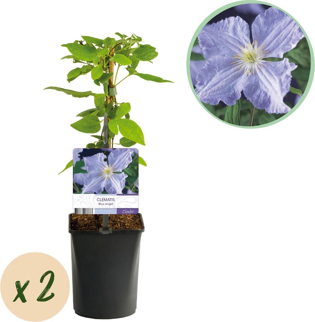 Clematis 'Blue Angel' – 2er Set – Kletterpflanze mit hellblauen Blüten – Ø11 cm – Höhe ca. 40 cm – Pflegeleicht – Blüht Frühling b...