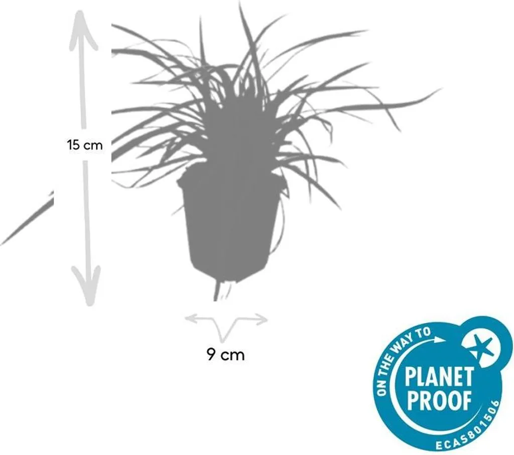 Herbe Ornementale Persistante Carex Aureovariegata - Couvre-sol 6 pcs - 4