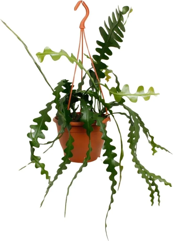 Cactus à chevrons Epiphyllum - Plante d'intérieur facile d'entretien