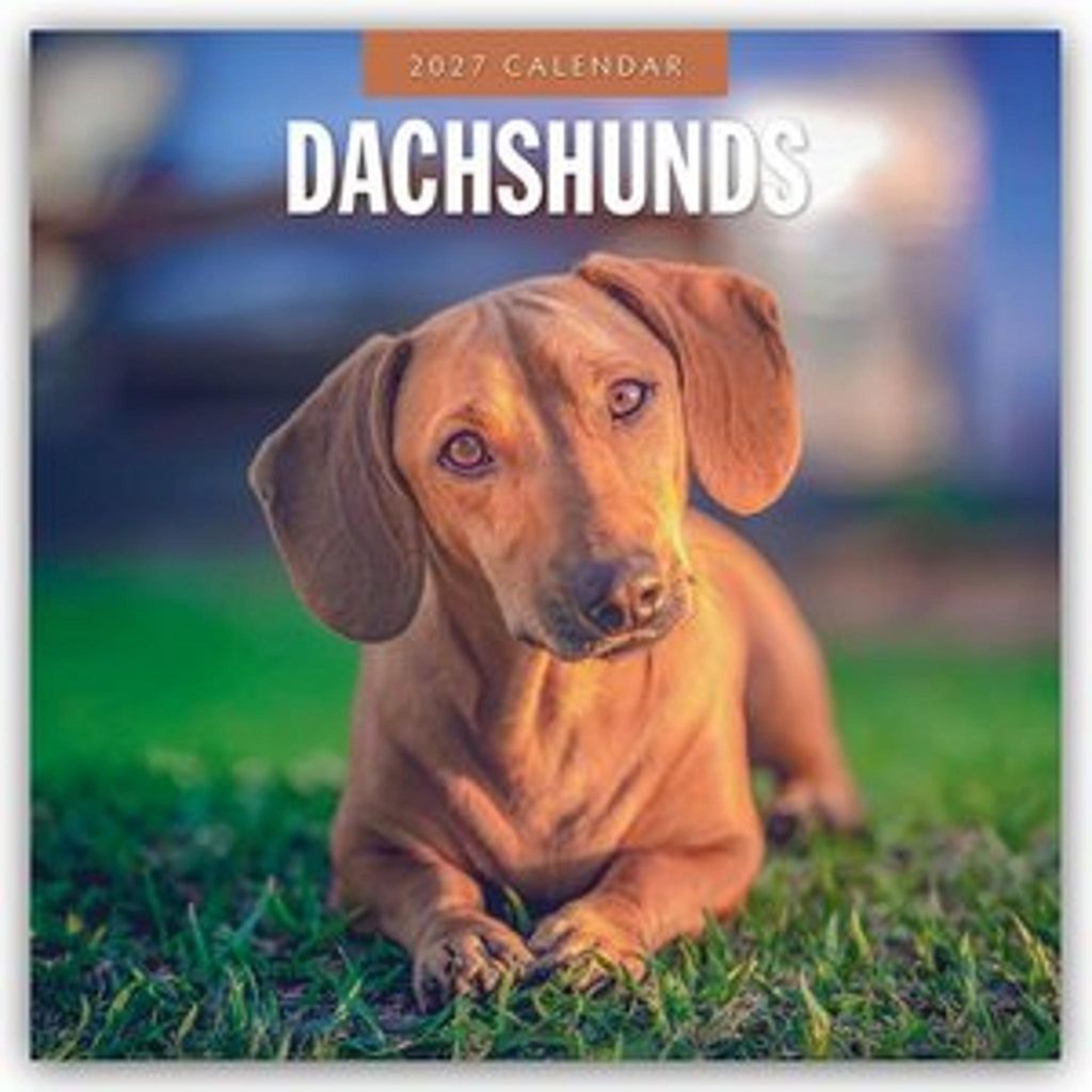 Dachshunds - Dackel - Dachshunde 2027 - 16-Monatskalender Produktbild 