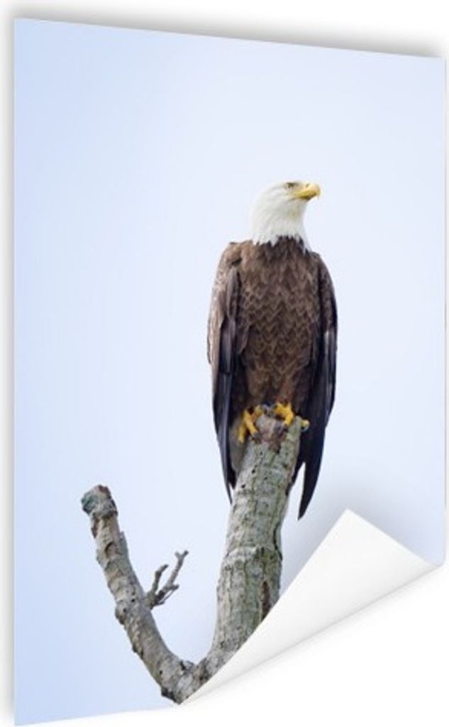 MuchoWow Poster Amerikanischer Weißkopfseeadler - Adler - Raubvögel - Sitzen 30x40 cm - Wandplakat - Poster Kinderzimmer