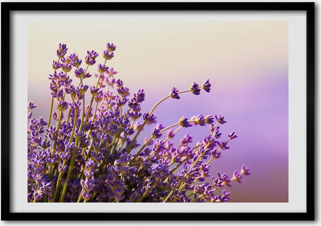Bild - Bilderrahmen - 100 cm x 70 cm - MDF - Rahmen - Foto - Wandkunst Lavendel