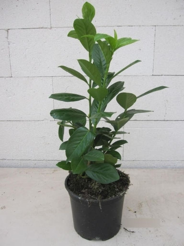 Prunus laurocerasus Novita - Kirschlorbeer Novita 40-60cm