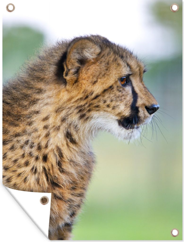 MuchoWow 60x80 cm Outdoor-Poster Gartendeko Sichtschutz Garten Poster für den Garten Leopard - Kopf - Haar