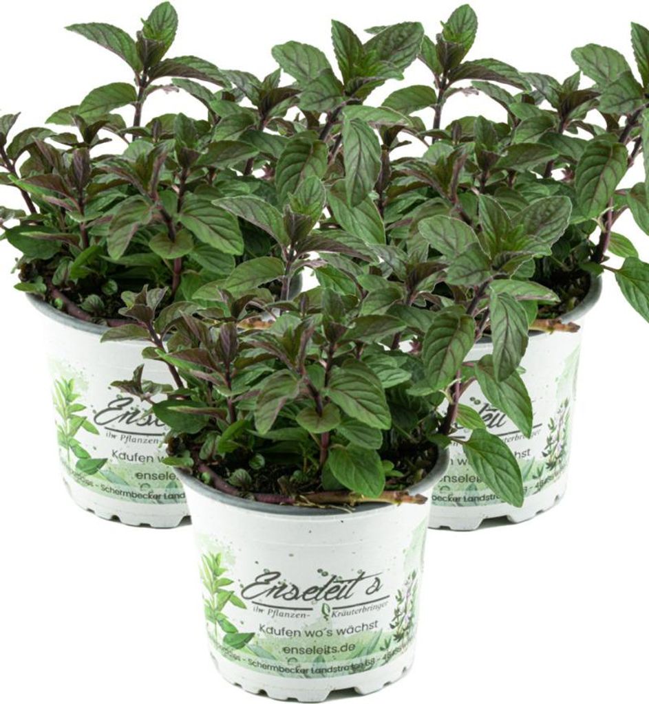Enseleits 3er Set Schokoladen-Minze Pflanze, Schoko-Minze, Winterhart (Mentha piperita)
